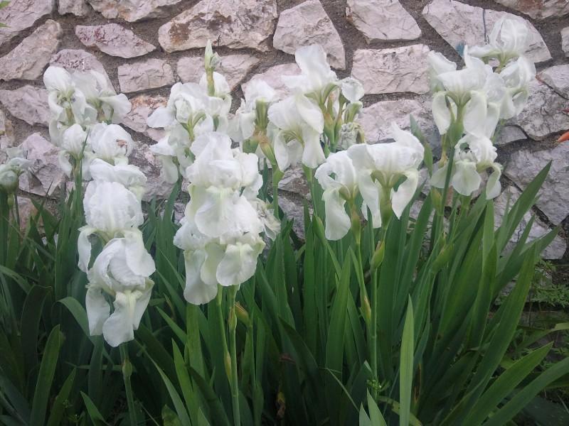 Maris Apartmán Mali Lošinj